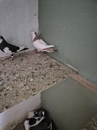 dərzi quşu: Sarı boynu güllü ərkey sarı quyruğ satılır desdə deyil qızğın ərkeydi — 6