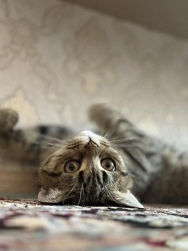 Tabbi — 1