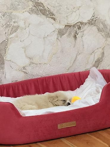 heyvanlar atlar: Pekines, 1 ay, Erkək — 6