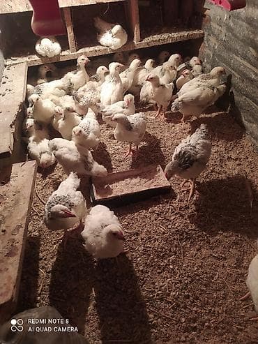 karlik dovsan satisi: Toyuq cücələri, Ətlik — 6