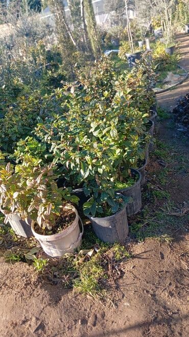 kalla bitkisi haqqinda melumat: Kalina gülləri — 5