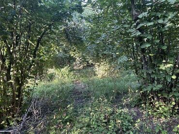 xacmazda findiq bagi satilir: Kənd təsərrüfatı — 20