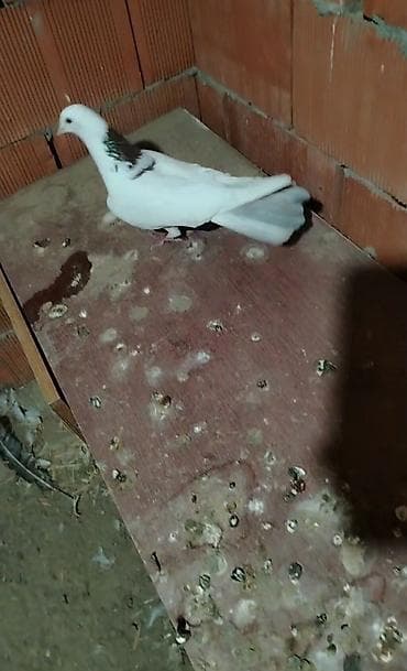 Tecili geceynen 2 dene erkey qirmizi boynu gulu erkeyler cixdi satisa lalafo.az -da Tecili geceynen 2 dene erkey qirmizi boynu gulu erkeyler cixdi satisa