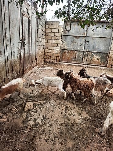 keçi: Cins: yerli uzun tüklü keçilər Məhsul: çoxsaylı keçi sürüsü — 3