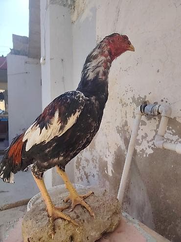 qaz quş: Salam heyrati becesi satilir 11 ayligdi saglamdi vaksin qurd dermanı — 3