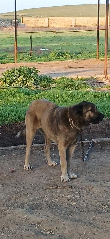 it darağı: Kanqal, 1 il, Dişi, Peyvəndli, Ödənişli çatdırılma — 4