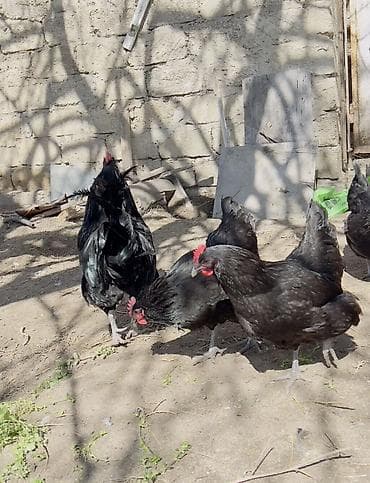 Hinduşkalar: Erkək, Damazlıq, Ödənişli çatdırılma — 2