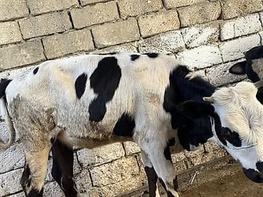 Mal-qara: Satılır: Qara-ağ rəngli inək - Məhsul növü: Mal-qara, inək - Rəng — 5