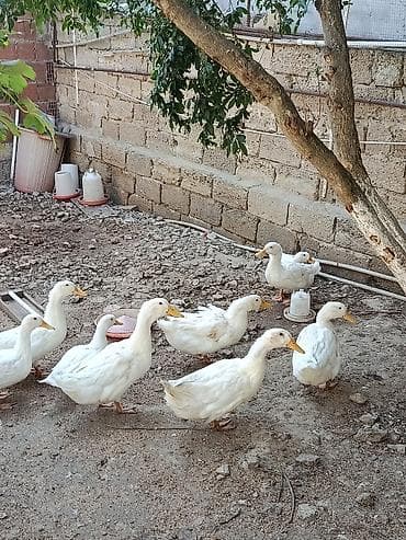 yemler: Ağ ev ördəkləri – yerli təsərrüfatdan(4 aylıq oredeyler satılır real — 1