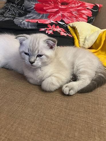 Pişiklər: Şotland — 5