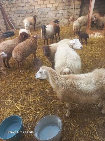 inəyin öd daşı: Qoyun sürüsü – ət və damazlıq üçün - Təsərrüfatda müxtəlif rəng və — 2