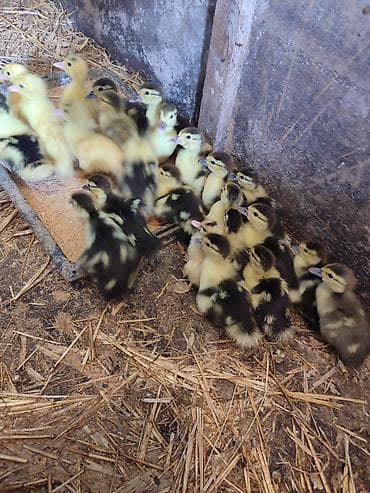 lama: Muscovy ördək balaları (indo-ördək civcivləri) - Cins: Muscovy — 1