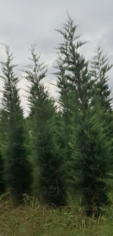 günəş enerjisi: Leylandr ağacları - Növ: Sütunvari/kompakt formalı dekorativ türk — 1