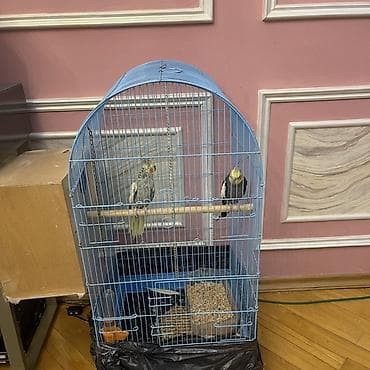 Növ: Nimfa (Cockatiel) cütlüyü və qəfəs komplekti Tərkib: - 2 ədəd