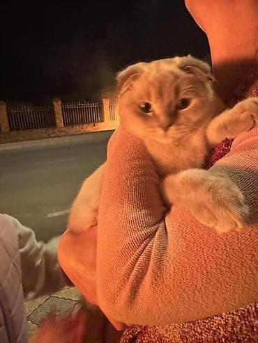 cins pişik satışı: Şotland yastı qulaq — 1