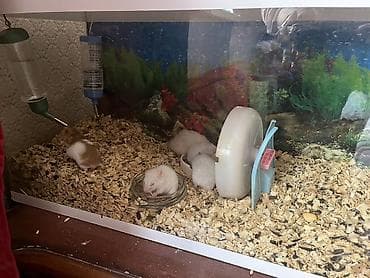 Şüşə akvarium tipli qəfəsdə saxlanılan surian hamsterlər üçün tam