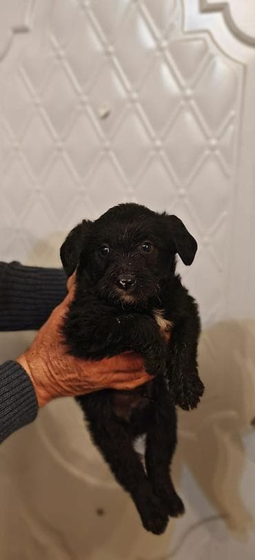 pulsuz it balalari: Pudel, 1 ay, Erkek — 2