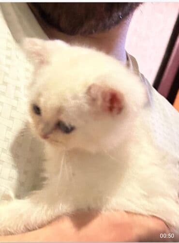 baku pişik satis: Şotland, Dişi, Yaxşı əllərə, Ünvandan götürmə — 1