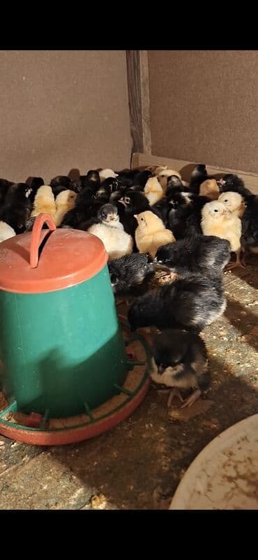 cucələrin satışı: Toyuq cücələri, Damazlıq — 3