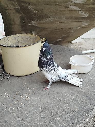 kreditle mal qara: Məhsul: Fancy/oyun güvəni görünüşlü poçt göyərçini Təsvir: - Rəng — 2