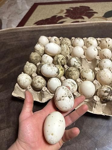 Pekin ördək ✔️Mayalı ördək yumurtası satılır❗️0,60 qəp❗️ Kənd