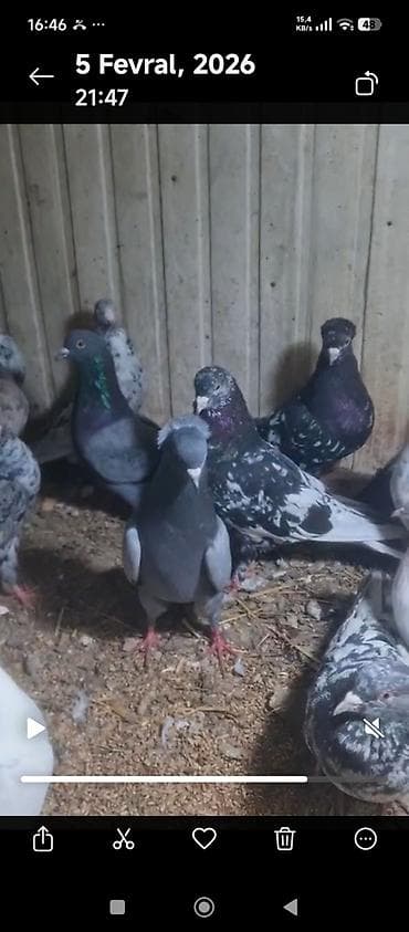 səbzi quşu: Meşhur yerli uçuş növlərindən müxtəlif göyərçinlər qrupu — 4