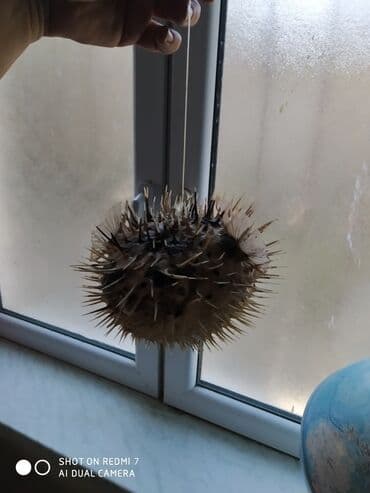 Şamdanlar: Рыба -еж рыба-шар чучело в наличии 2 шт — 4