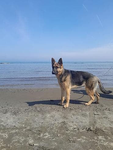 Alman çoban iti, 7 ay, Dişi, Peyvəndli