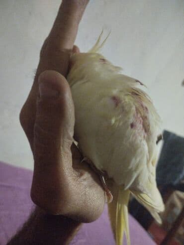 cuce qefes: Nişanlı nimfa tutuquşuları (Cockatiel) – 2 ədəd - Rənglər: krem/sarı — 3