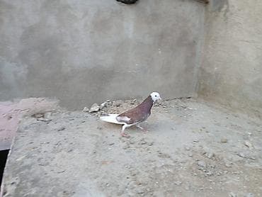 Ağ baş ağ qənəd ağ quyruğ ərkəy