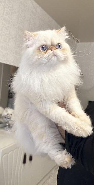 pişik cüt: Fars, Erkək, Cütləşmə üçün — 3