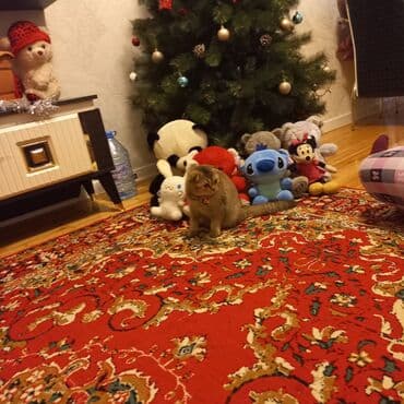 Daraq panellər: Fiqur — 5