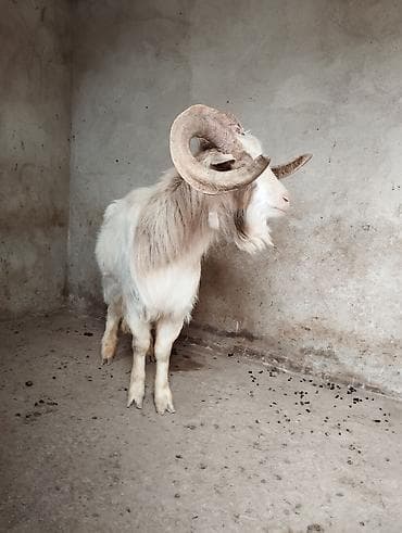 Pişiklər: Erkək, il: 1, Damazlıq — 2