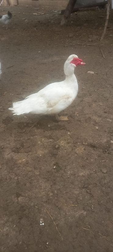 heyvan satisi tap az: Erkək, | Lal ördək, Damazlıq — 8