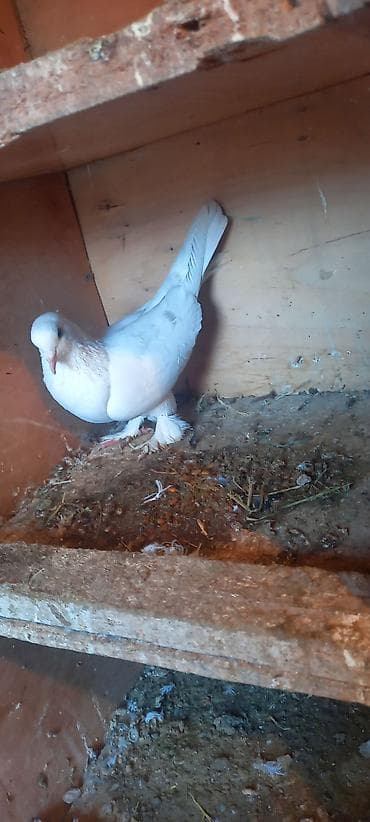 quş sesleri: Quşlar satılır hazır cüt — 2