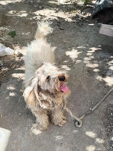 it spits: Pudel, 1 il, Erkek, Ünvandan götürmə — 4