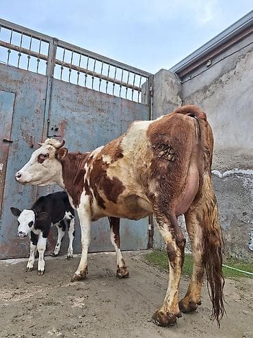 Atlar: 14 litir süd verir 7 gündü doğub 3 qarına doğub balası erkəydi — 6