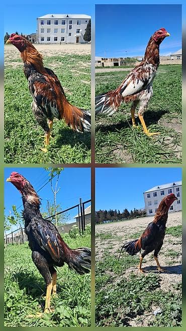 zvanok it satilir: Döyüş xoruzu satılır. Ciddi olan şəxslər zəng vursun — 1