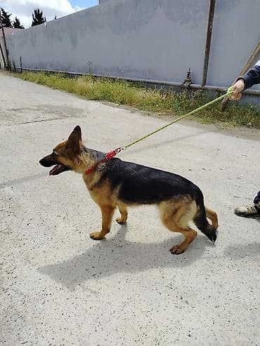 it cinsleri: Alman çoban iti, 2 il, Dişi, Ödənişli çatdırılma — 2