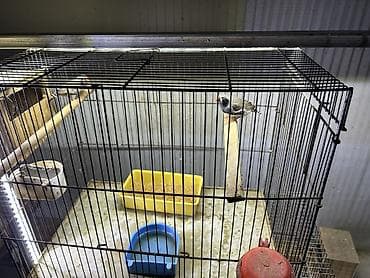 itler ucun bit dermani: Qarayanaq zebra velikan. Hazır cüt bala verən quşlardır. Qəfəslə — 5