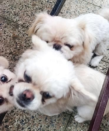 adamcil itler: Pekines, 3 ay, Erkek, Peyvəndli — 3