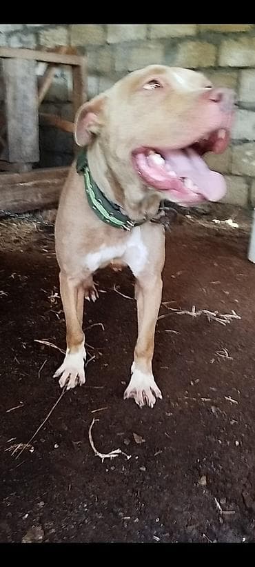 it satisi: Pitbul, 2 il, Dişi, Ünvandan götürmə — 1