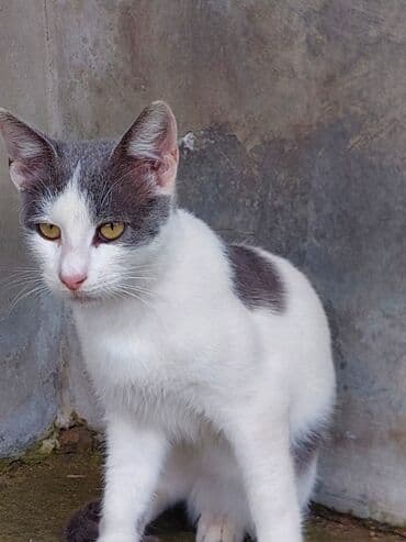 отдам кошку в хорошие руки: В добрые руки — 1