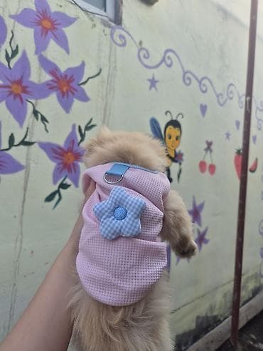 İtlər: Pekines, 3 ay, Dişi, Peyvəndli, Ünvandan götürmə — 3