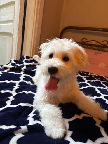 сколько стоит миниатюрный пудель: Пудель, 6 месяцев, Самец — 1