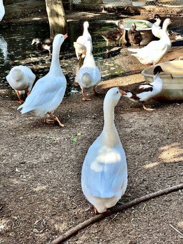 qarabağ atı qiyməti: 🦆 🦢 ördək və qaz satılır! ✅ tam sağlam, ev şəraitində bəslənmiş — 1