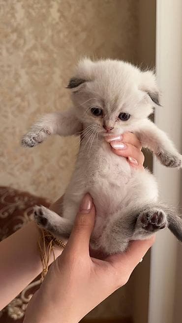 Şinşilla, Erkək, Dişi, Ünvandan götürmə, Pulsuz çatdırılma