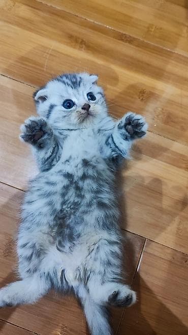 akvarium 120 cm: Britan yastı qulaq, Yaxşı əllərə — 10