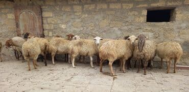 bmw 3 серия 325ci at: 15 Qoyun satlır boğaz iri qoyunduıar — 3