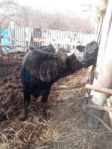 ərkəy dana: Dana, buzov, Erkək, ay: 1, 350 kq, Ətlik — 1
